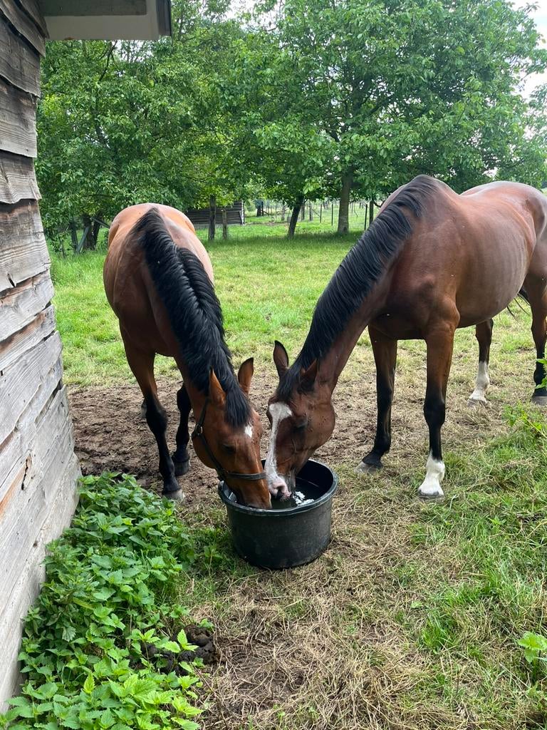 Mooie grote fokmerrie te koop