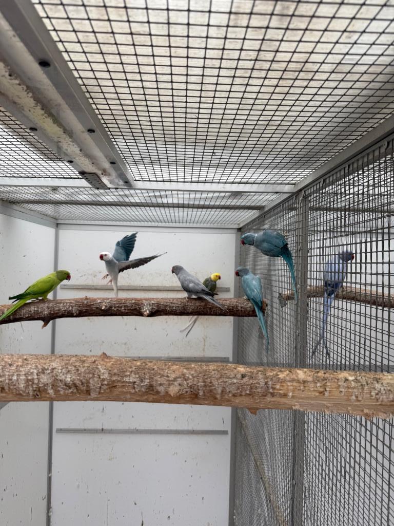 Kweekkoppels halsbandparkiet halsband parkieten, Dieren en Toebehoren, Meerdere dieren, Parkiet, Geringd