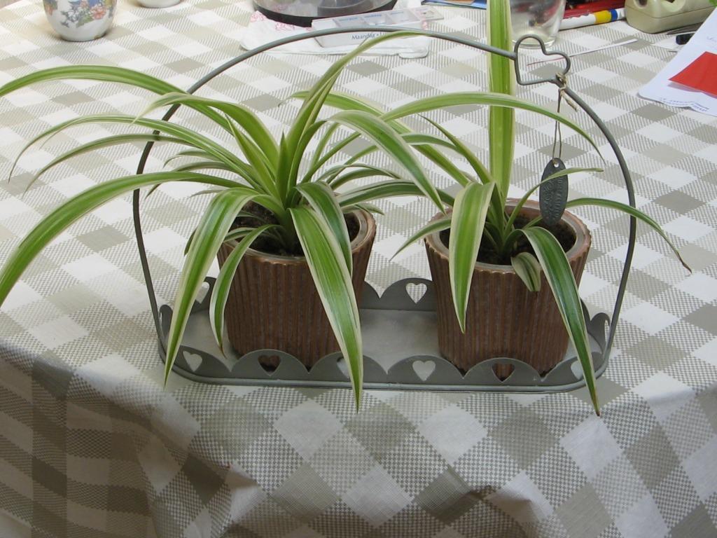 Graslelie - Chloropytum Cormosum - Spinnenplant, Huis en Inrichting, Kamerplanten, Overige soorten, In pot, Minder dan 100 cm