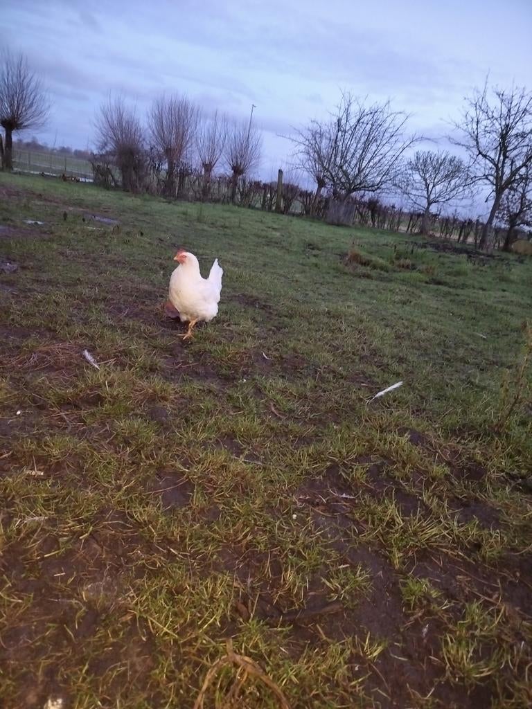 Leg kippen, Dieren en Toebehoren, Schapen, Geiten en Varkens