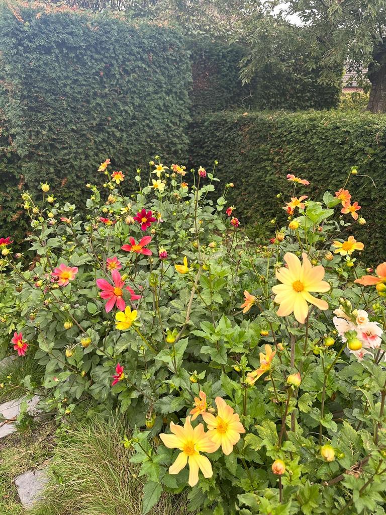 Dahlia zaden mix, Ophalen of Verzenden