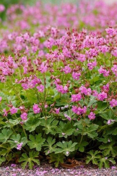 Geranium vaste bodembedekker, Jardin & Terrasse, Plantes | Jardin, Enlèvement, Plante fixe, Couvre-sol, Mi-ombre