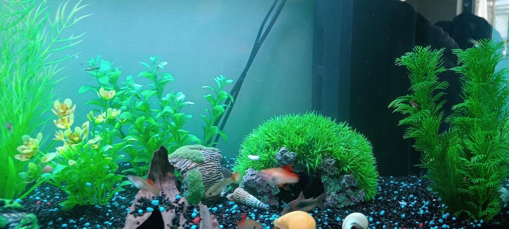 Guppies, Vis, Zoetwatervis