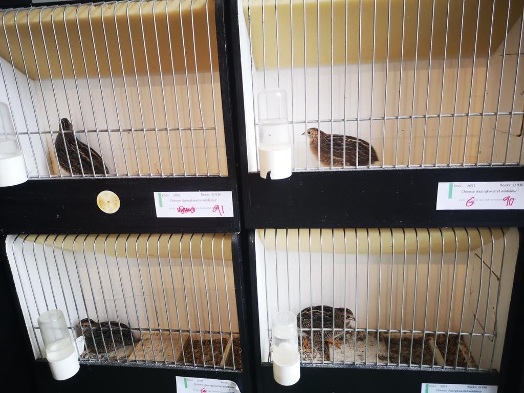 Cailles chinoises, Animaux & Accessoires, Enlèvement