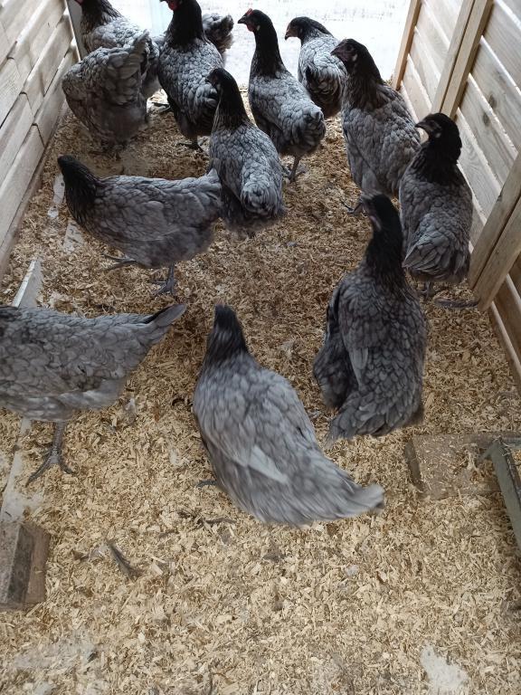 poulets gris bleu de landes et coucou hollandais 0499/082381, Femelle, Poule ou poulet