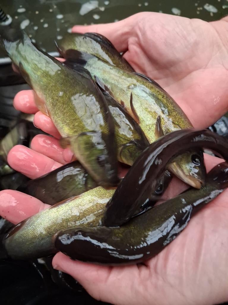 Zeeltjes dokter van de vijver 12/15 cm, Dieren en Toebehoren, Vissen | Vijvervissen