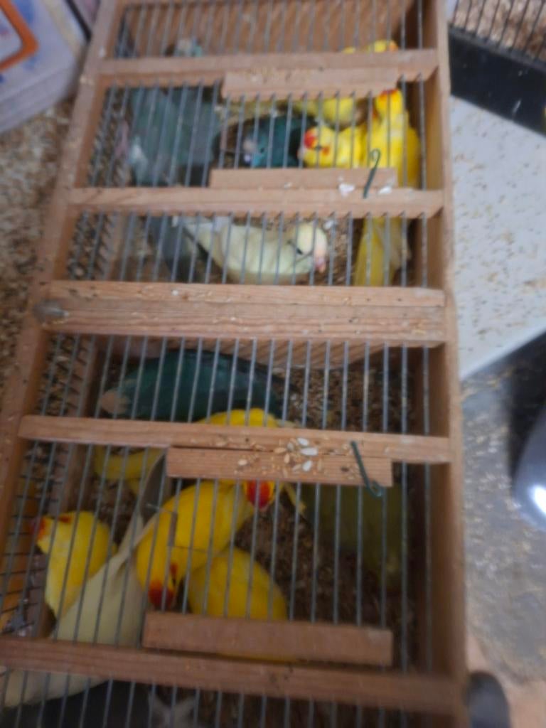 Kweekrype kakerikies 25 euro stuk  45 koppel