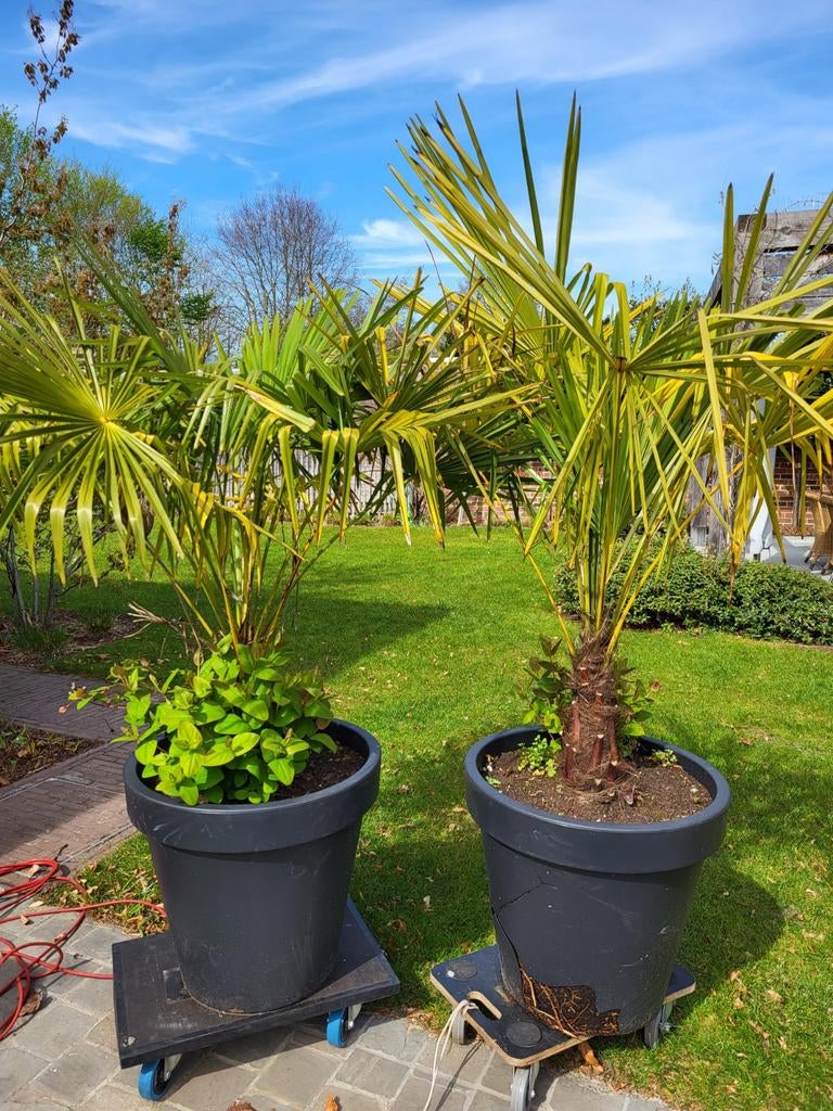 Set van 2 Grote Chinese Waaierpalmen (Trachycarpus Fortunei), Tuin en Terras, Ophalen