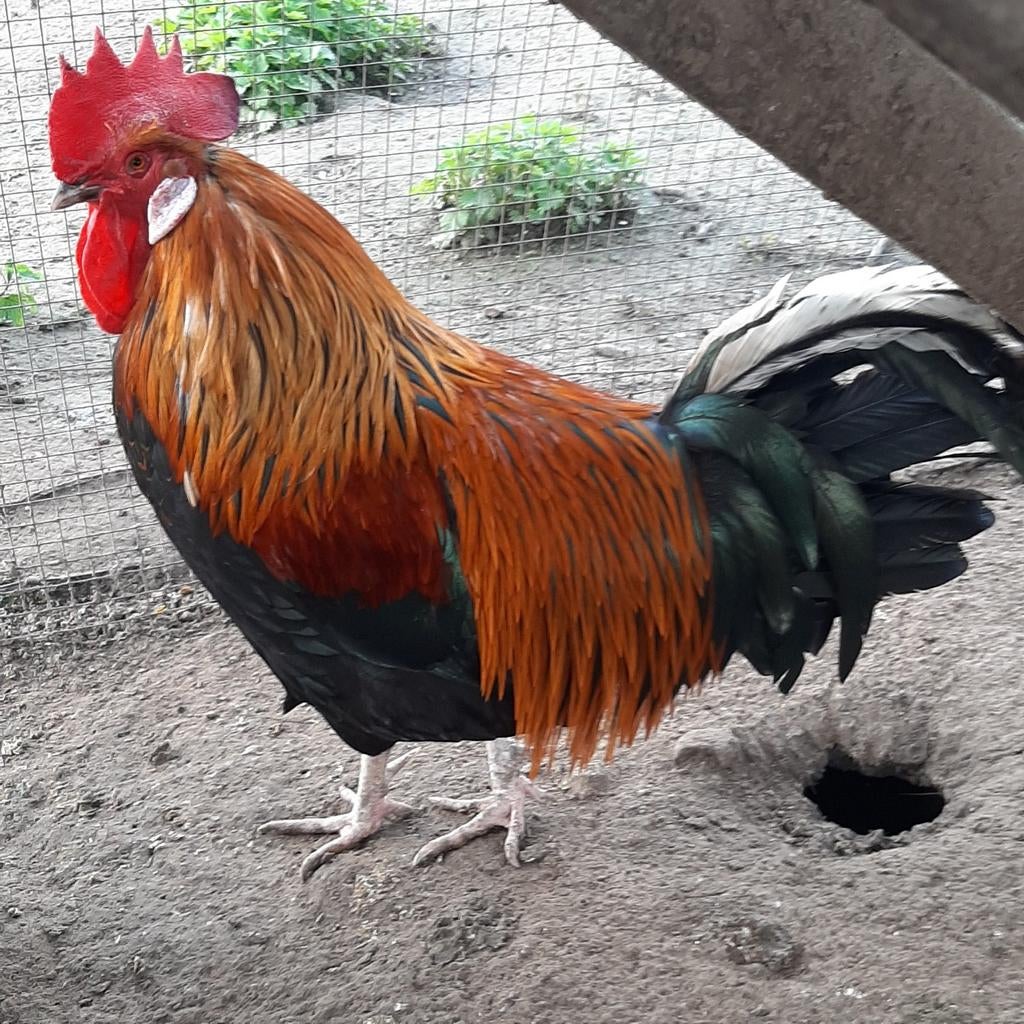 Perdrix dorée Lighorn, Animaux & Accessoires, Volatiles