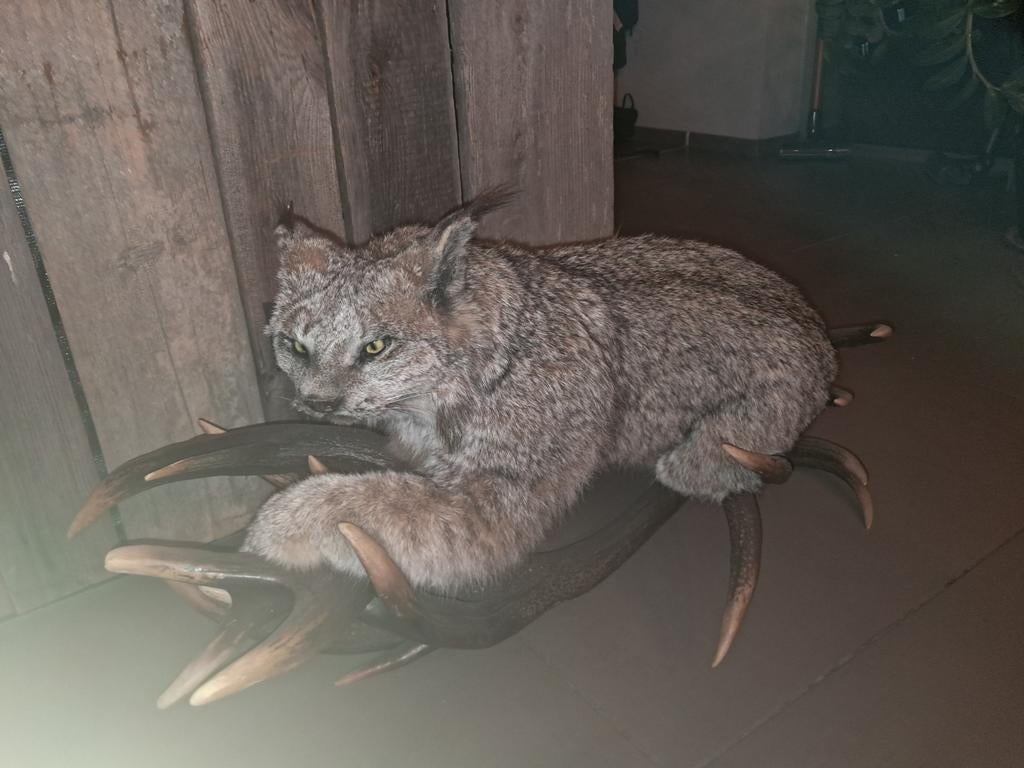 Groot lot opgezette dieren taxidermie, Verzamelen, Ophalen, Gebruikt, Wild dier, Opgezet dier
