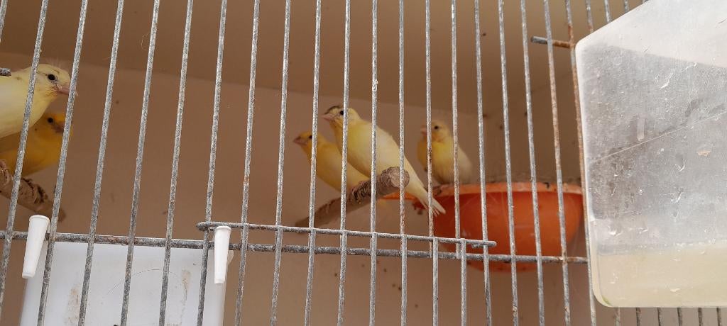 Kanarie, Dieren en Toebehoren, Vogels | Kanaries