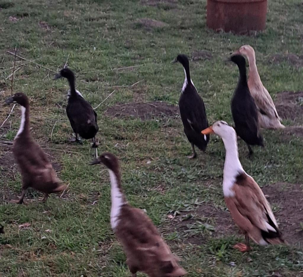 Indische loopeend, Dieren en Toebehoren, Pluimvee