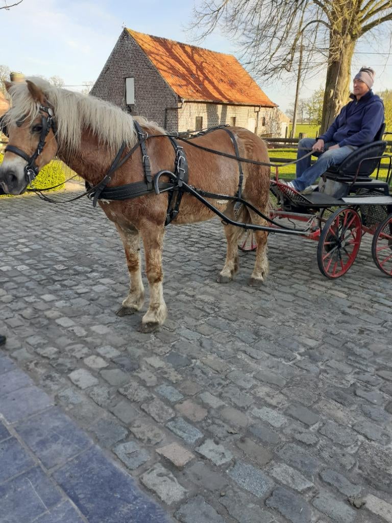 Betrouwbaar paard, Dieren en Toebehoren, Paarden, Merrie, Met stamboom, Zadelmak, Tuigpaard
