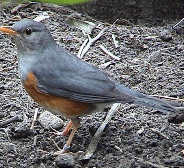 Homme-grive à tête grise, Bagué