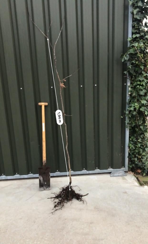 Eiken, Tuin en Terras, Ophalen