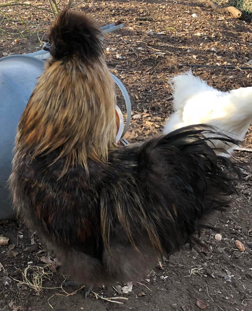 USA zijdehoen Broedeieren (10+2 gratis), Dieren en Toebehoren, Ophalen of Verzenden, Nieuw, Broedmachine