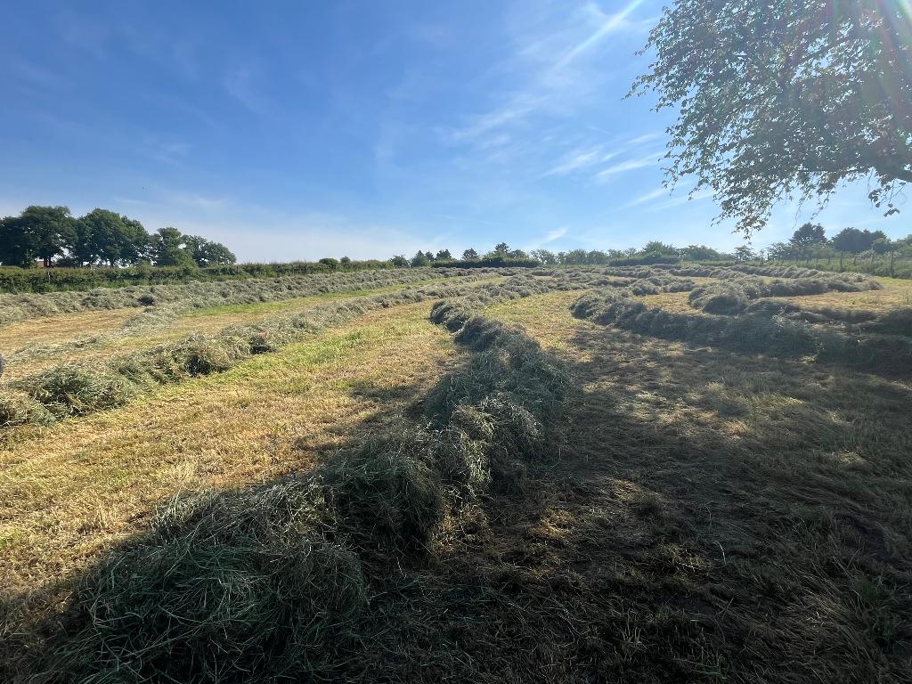 Grote balen hooi, Enlèvement ou Envoi, Bétail
