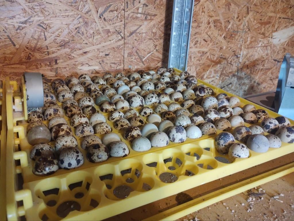 Japanse kwartel broedeieren Jumbo, Dieren en Toebehoren