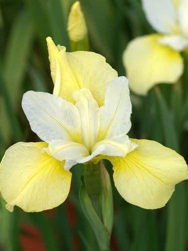 5 potn zwaardlelie butter and sugar , iris, Tuin en Terras, Ophalen, Vaste plant