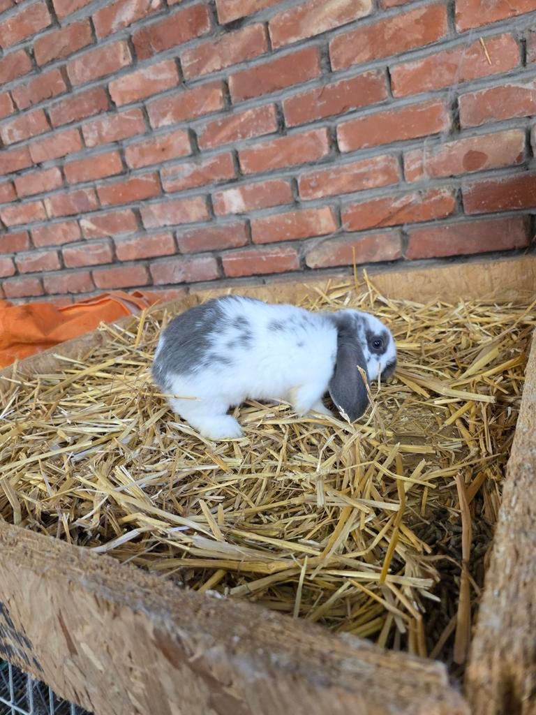 Minilop, Dieren en Toebehoren, Konijnen