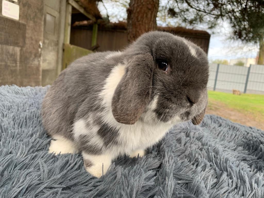 Nederlands hangoordwerg blauw bonte ram, Dieren en Toebehoren, Konijnen, Mannelijk, Dwerg, Hangoor
