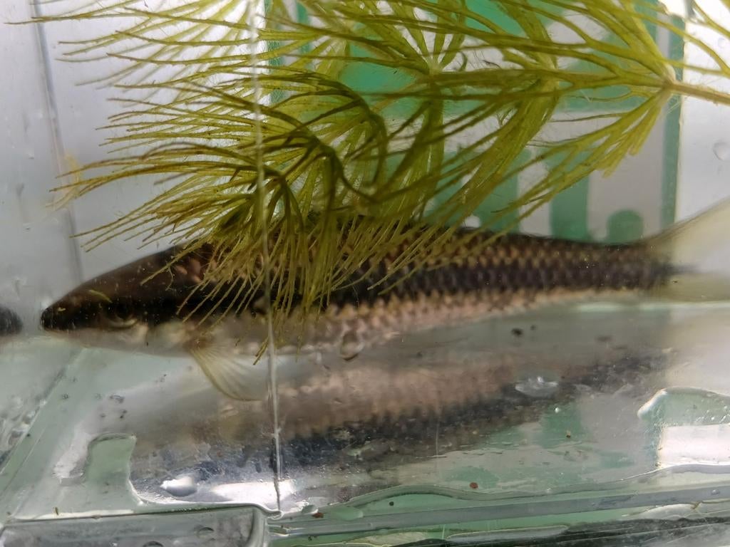 Hobbyaquarium
Crossocheilus Oblongus / Siamese 10/12cm, Dieren en Toebehoren, Vissen | Aquariumvissen