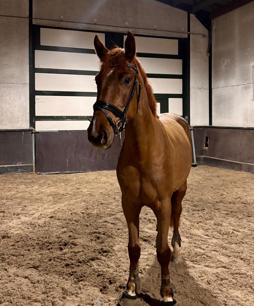 Springpaard, Dieren en Toebehoren, Paarden, Ruin, Zadelmak, Springpaard