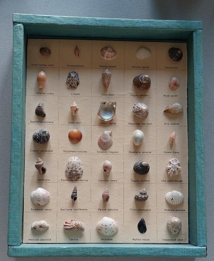 Schelpenverzameling met duiding in kader om op te hangen, Ophalen of Verzenden, Schelp(en)