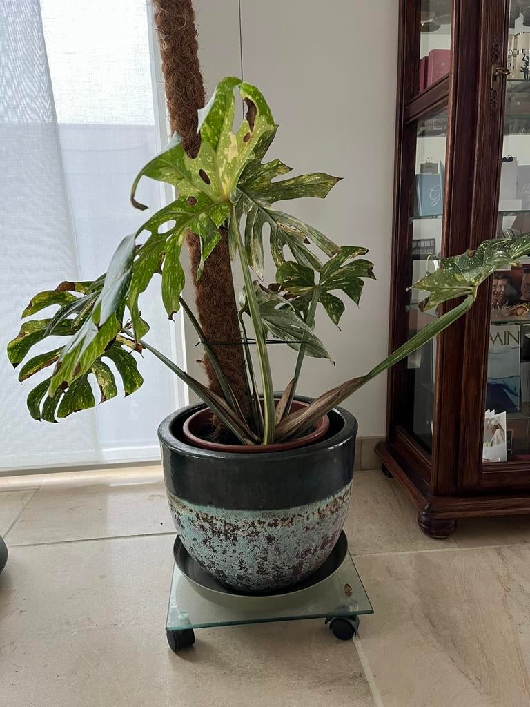 Grote Monstera thai constellation opruiming plaatsgebrek, Maison & Meubles, Plantes d'intérieur, Enlèvement