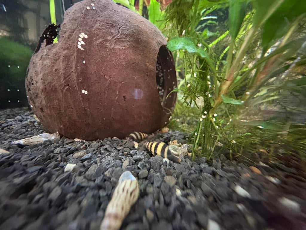 Helena slakken te koop