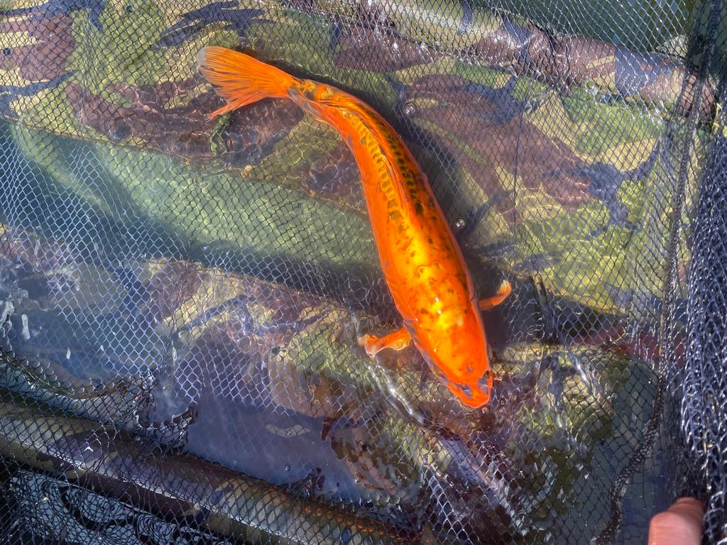 Koi, Dieren en Toebehoren, Vissen | Vijvervissen, Karper of Koi