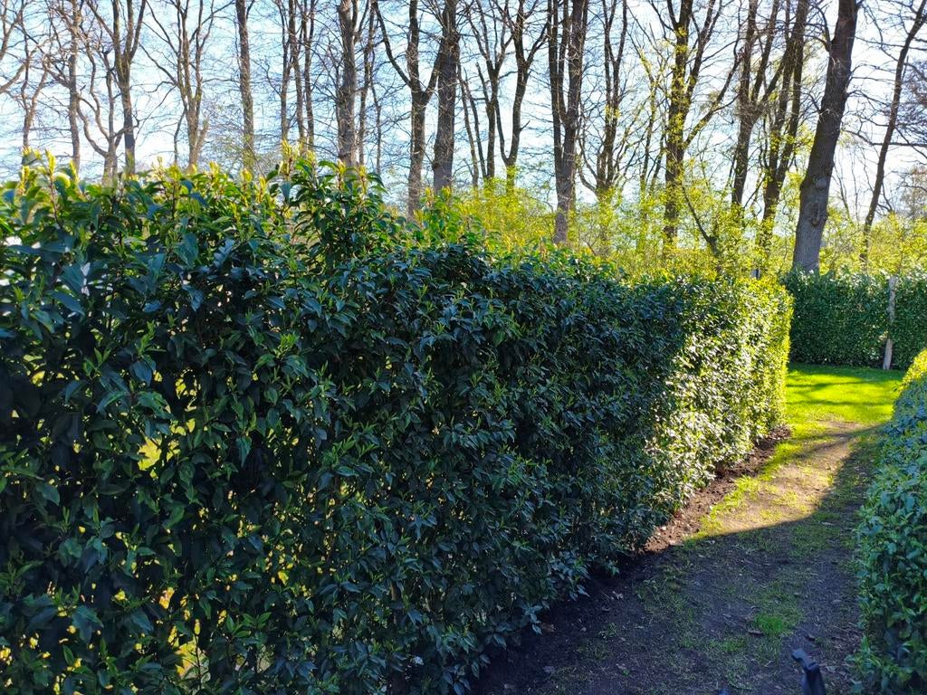 Portugese laurier - 8m - 1m70, Ophalen, Laurier, Haag