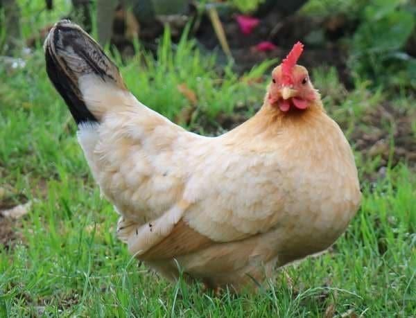 Chabo krielkippen jonge hennen beschikbaar, Vrouwelijk, Kip