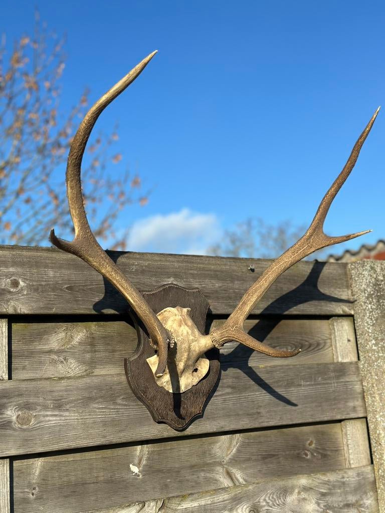 Schedel edelhert, Enlèvement