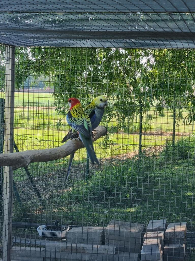 Omnicolore et conure, Animaux & Accessoires