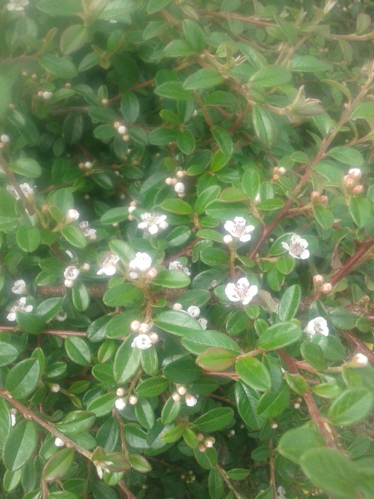 Cotoneaster 'Skogholm': bodembekker, Ophalen, Bodembedekkers, Volle zon, Vaste plant