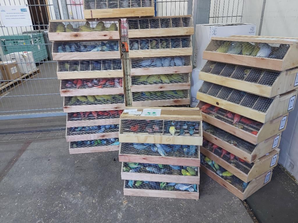 Gezocht  Rood , roodmozaïek , wit en nog veel meer