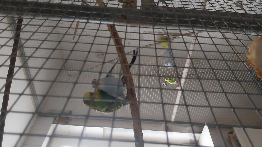 Kleuren grasparkiet, Dieren en Toebehoren, Vogels | Kanaries