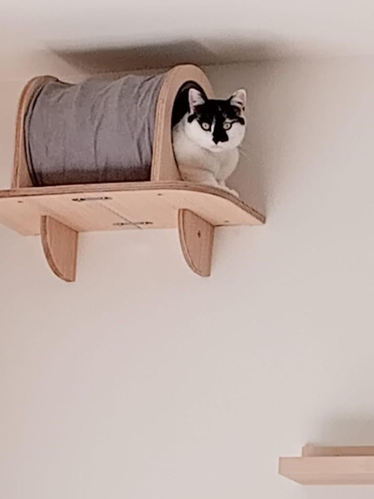 All For Paws Skywalk Grooming Hideaway, Dieren en Toebehoren, Kattenspeelgoed, Zo goed als nieuw, Ophalen of Verzenden