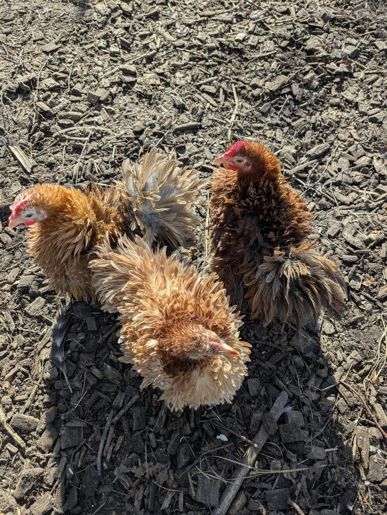 Krul veer cochin, Dieren en Toebehoren, Pluimvee