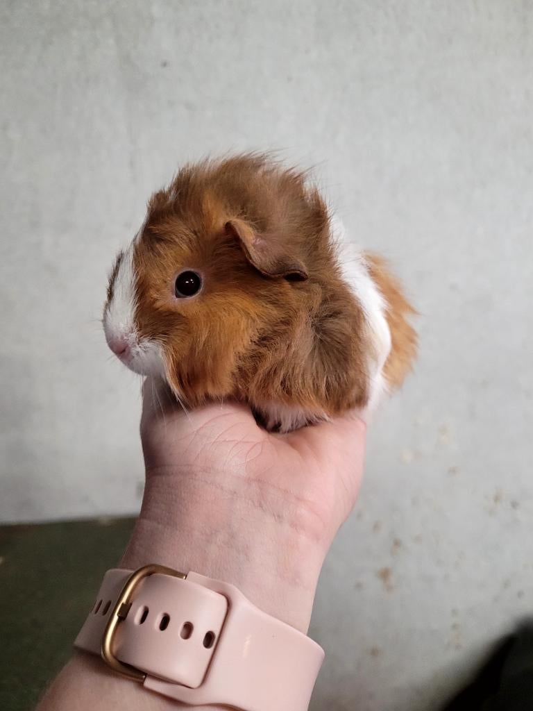 Cavia zeugjes, Dieren en Toebehoren, Februari, Vrouwelijk, Cavia