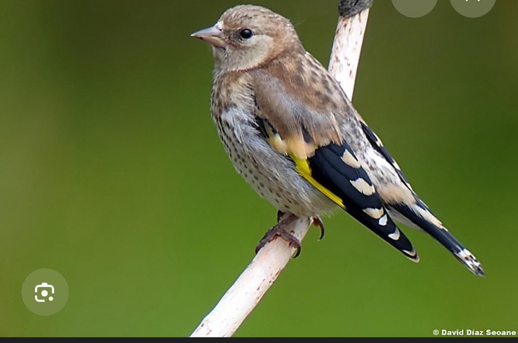 Je cherche unde jeune chardonneret à un prix raisonnabl, Animaux & Accessoires