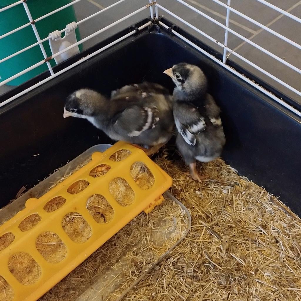 Mechelse koekoek, laatste 3 kuikens, Dieren en Toebehoren, Pluimvee, Geslacht onbekend, Kip