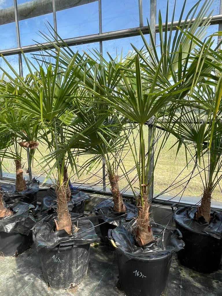 Trachycarpus fortunei, En pot, 100 à 250 cm, Plein soleil, Enlèvement