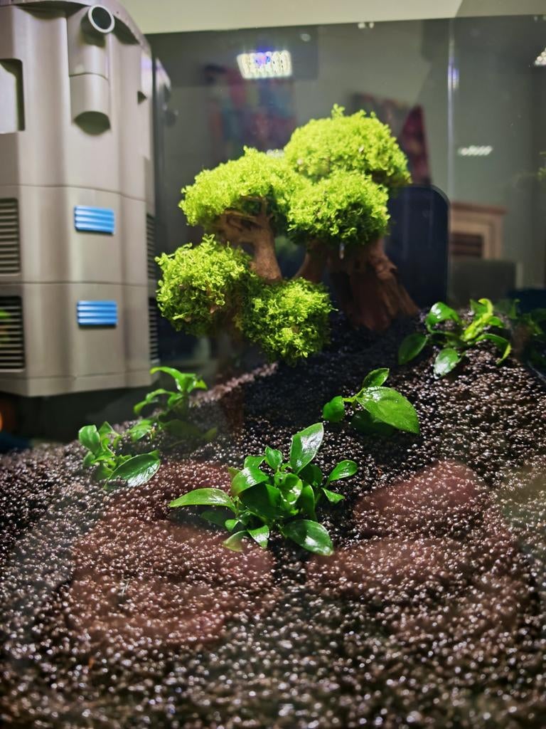 Aquarium Qubiq 30 Pro + bonsaï + filtre intérieur Oase, Animaux & Accessoires, Poissons | Aquariums & Accessoires, Enlèvement