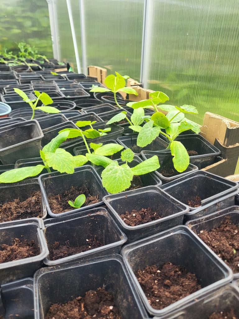 Groente planten / fide, Enlèvement