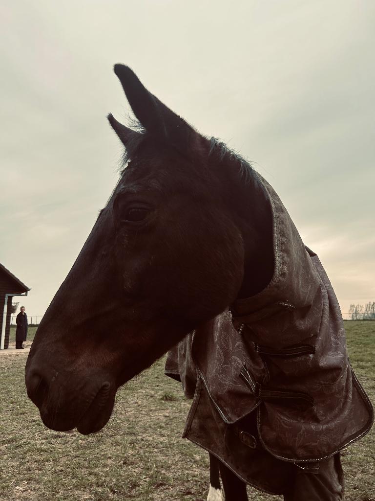 Halve stal gezocht, Jument, Avec pedigree