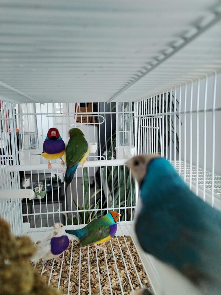 Gould, Animaux & Accessoires, Oiseaux | Oiseaux Autre, Mâle