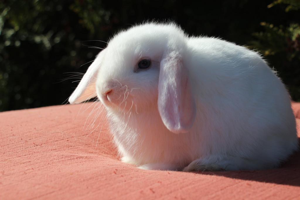 Witte bo nhd rammelaars, Dieren en Toebehoren, Konijnen, Mannelijk, Klein, Hangoor, 0 tot 2 jaar