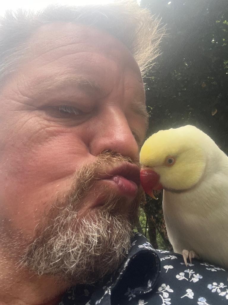 Jonge vogels, Dieren en Toebehoren, Vogels | Parkieten en Papegaaien, Meerdere dieren, Papegaai, Geringd